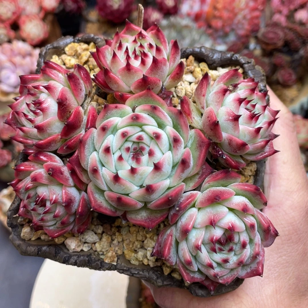 吉娃娃老桩群生蜜卡