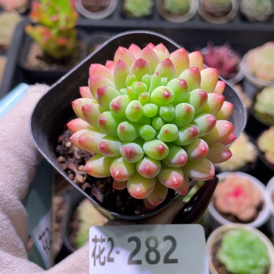 花利美2-282新品单头