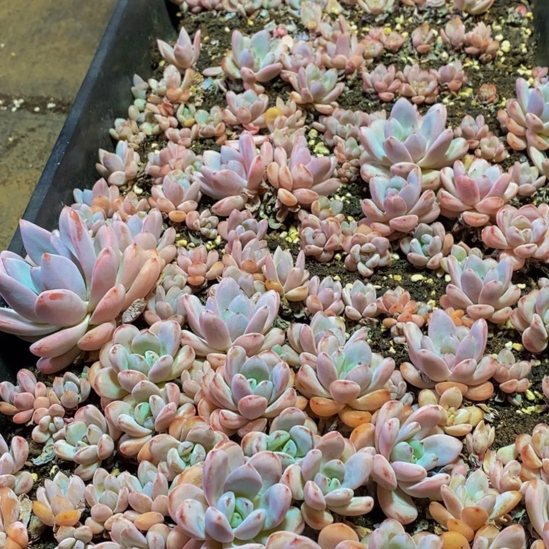099的我是一个人的时候就