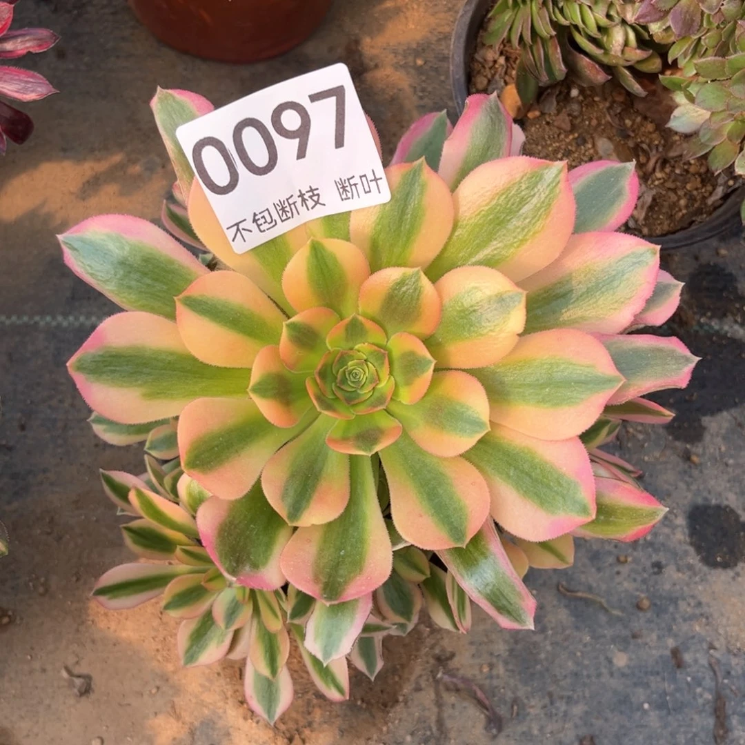 维娜法师，脱土发货