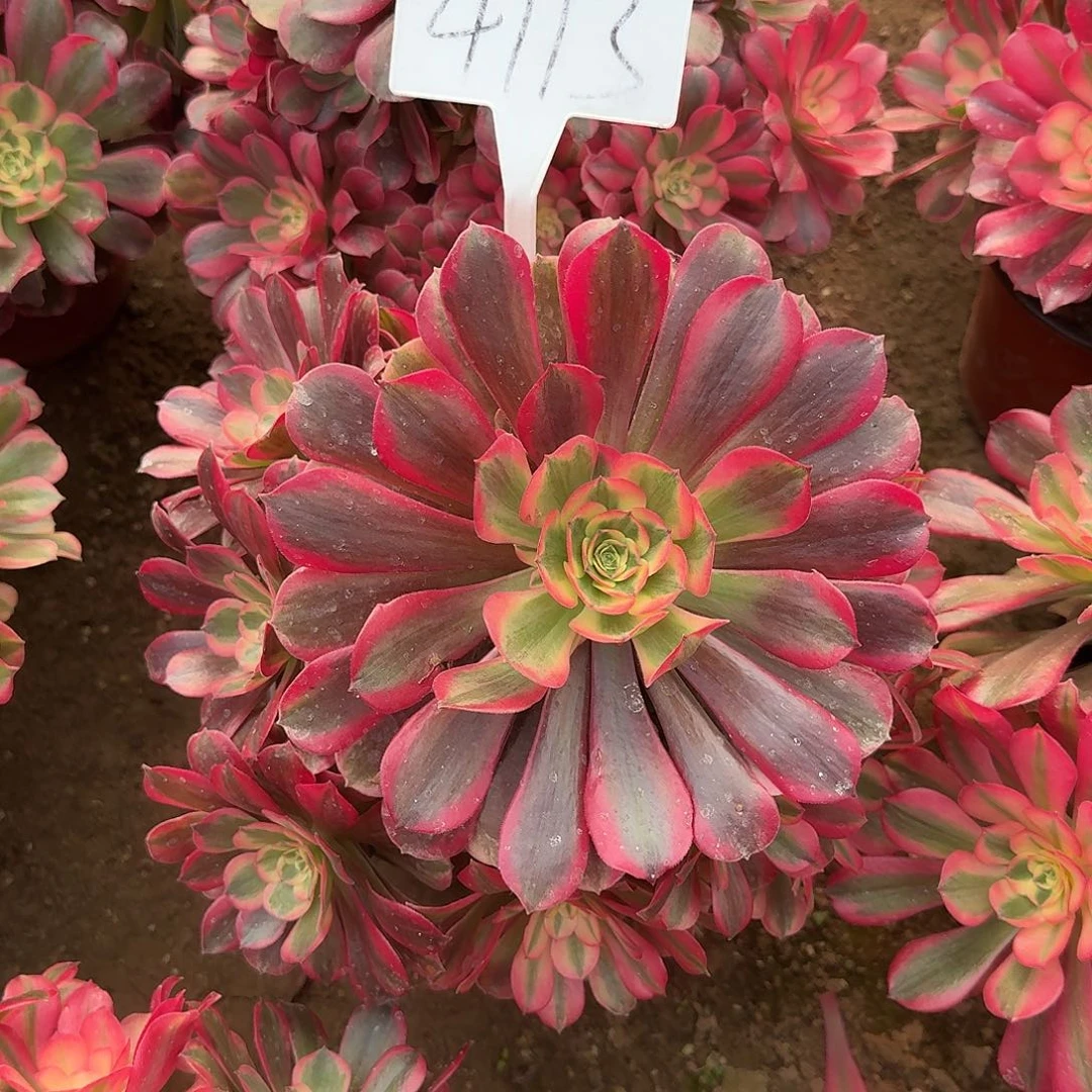 4113桃夭多肉法师多肉