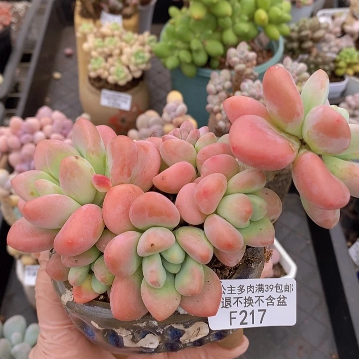 樱花洛神老桩13cm217多肉植物