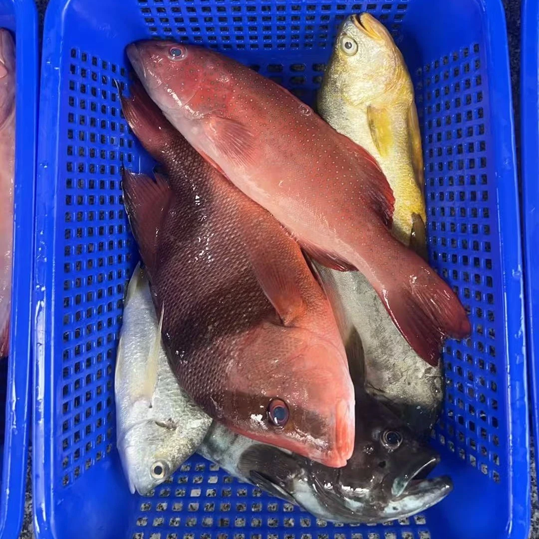 海鲜套餐B 6种组合 5斤  东星杂鱼 阳江海陵岛发货