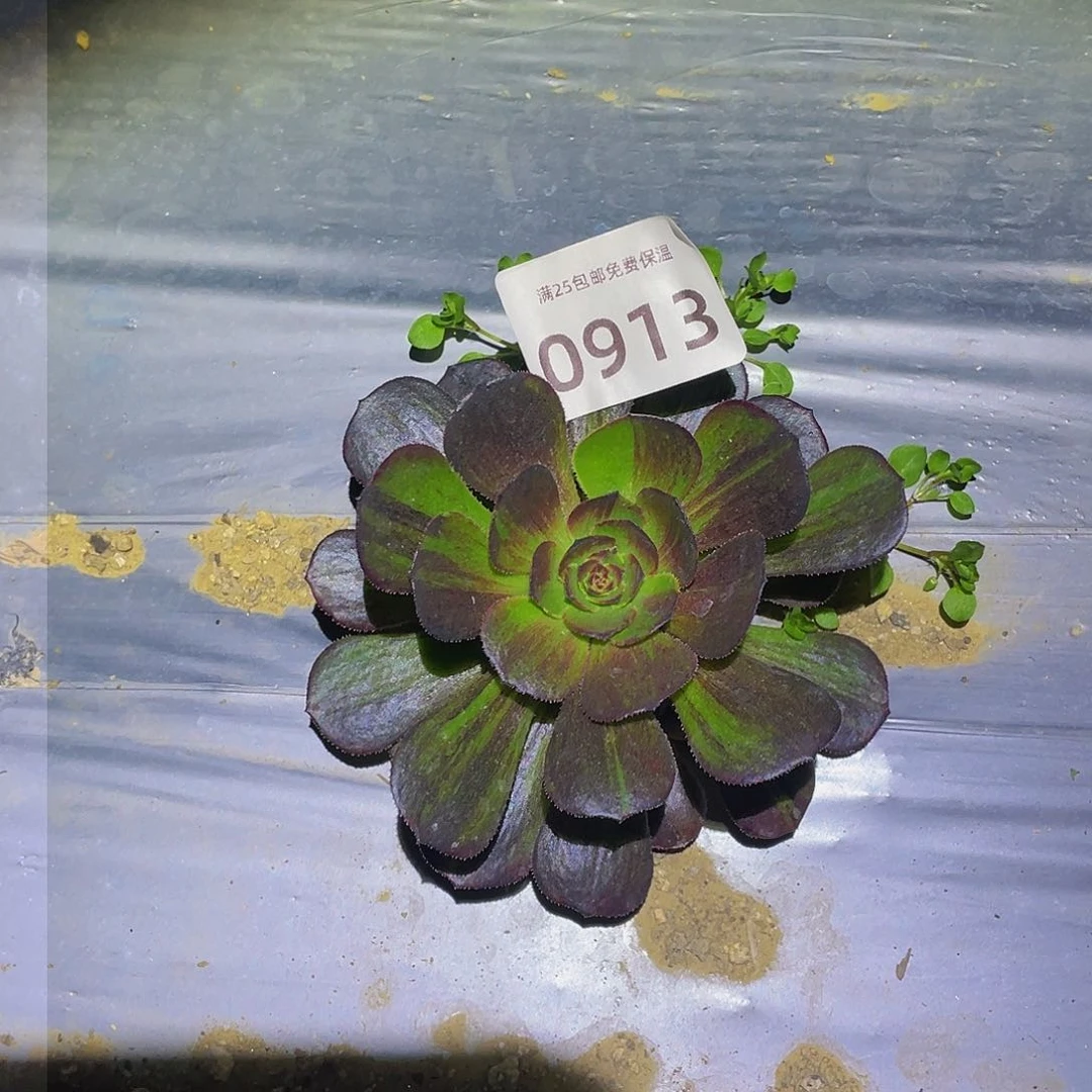 913花月夜多肉植物