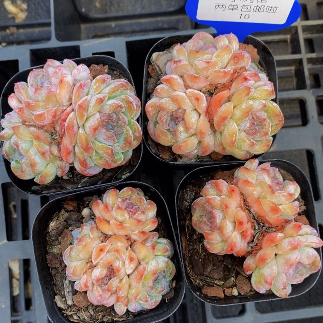 10-精品卡布奇诺群一个