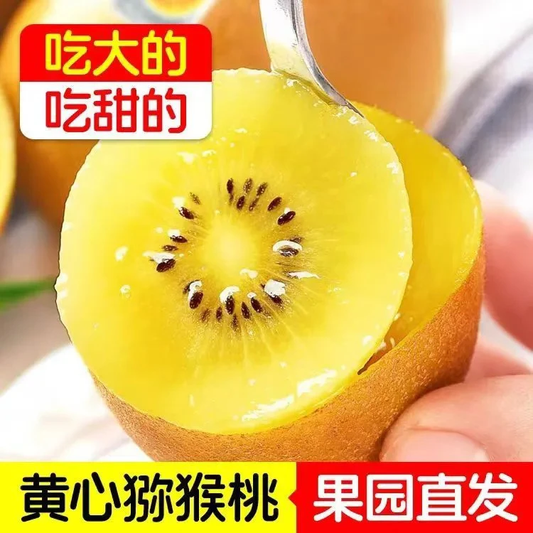 【现摘现发】黄心大果猕猴桃黄心奇异果老人小孩孕妇都可食用水果
