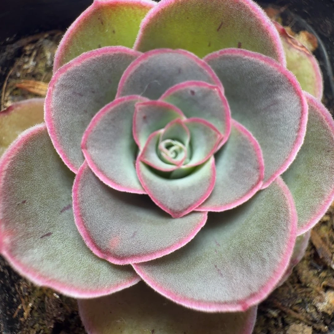 楹楹-25-冠幅  3Cm
