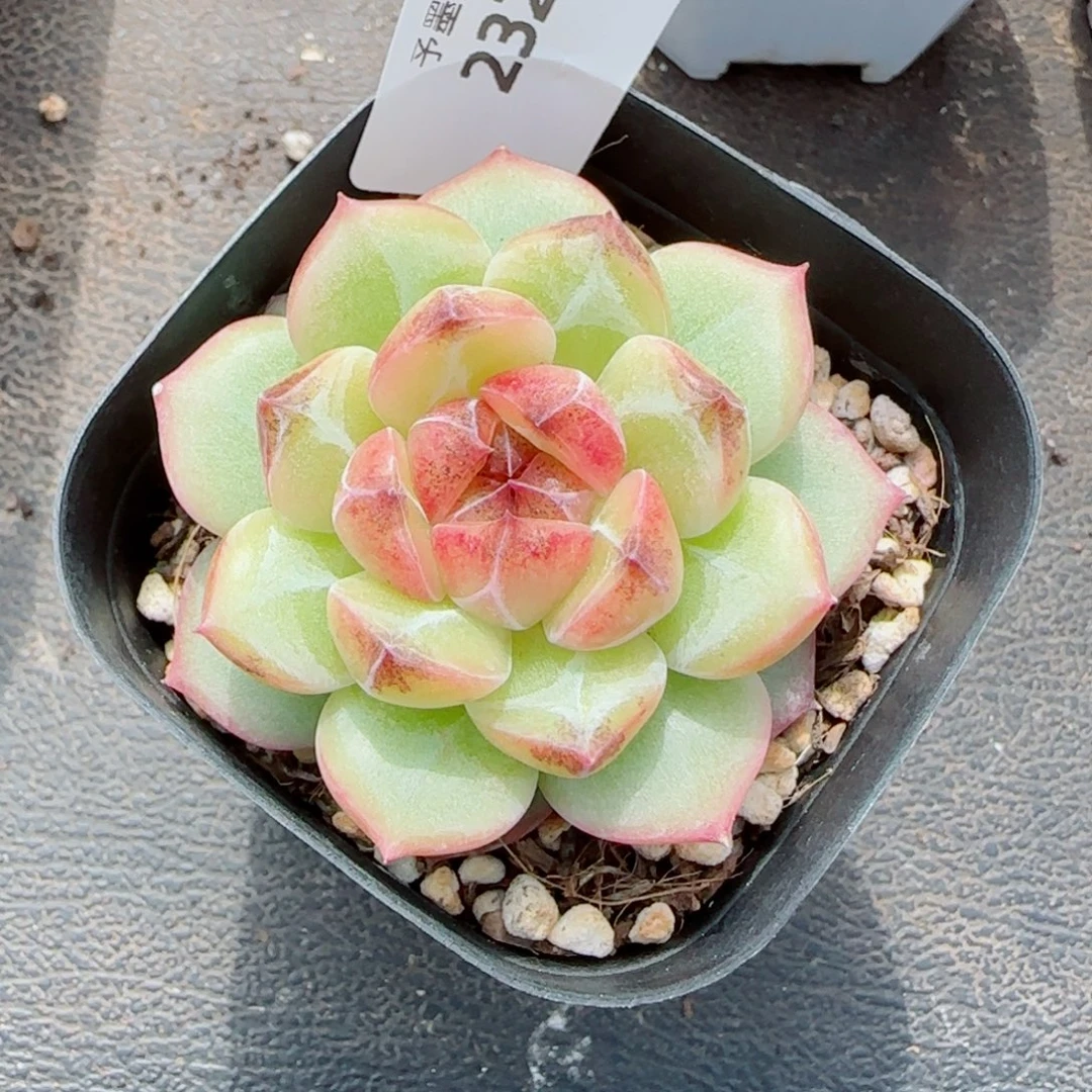 乌云,2324多肉植物