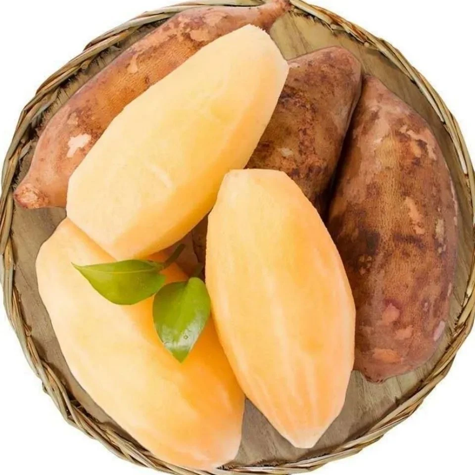 云南高原山雪莲果新鲜黄心水果红泥沙现挖现发脆甜清甜多汁当季