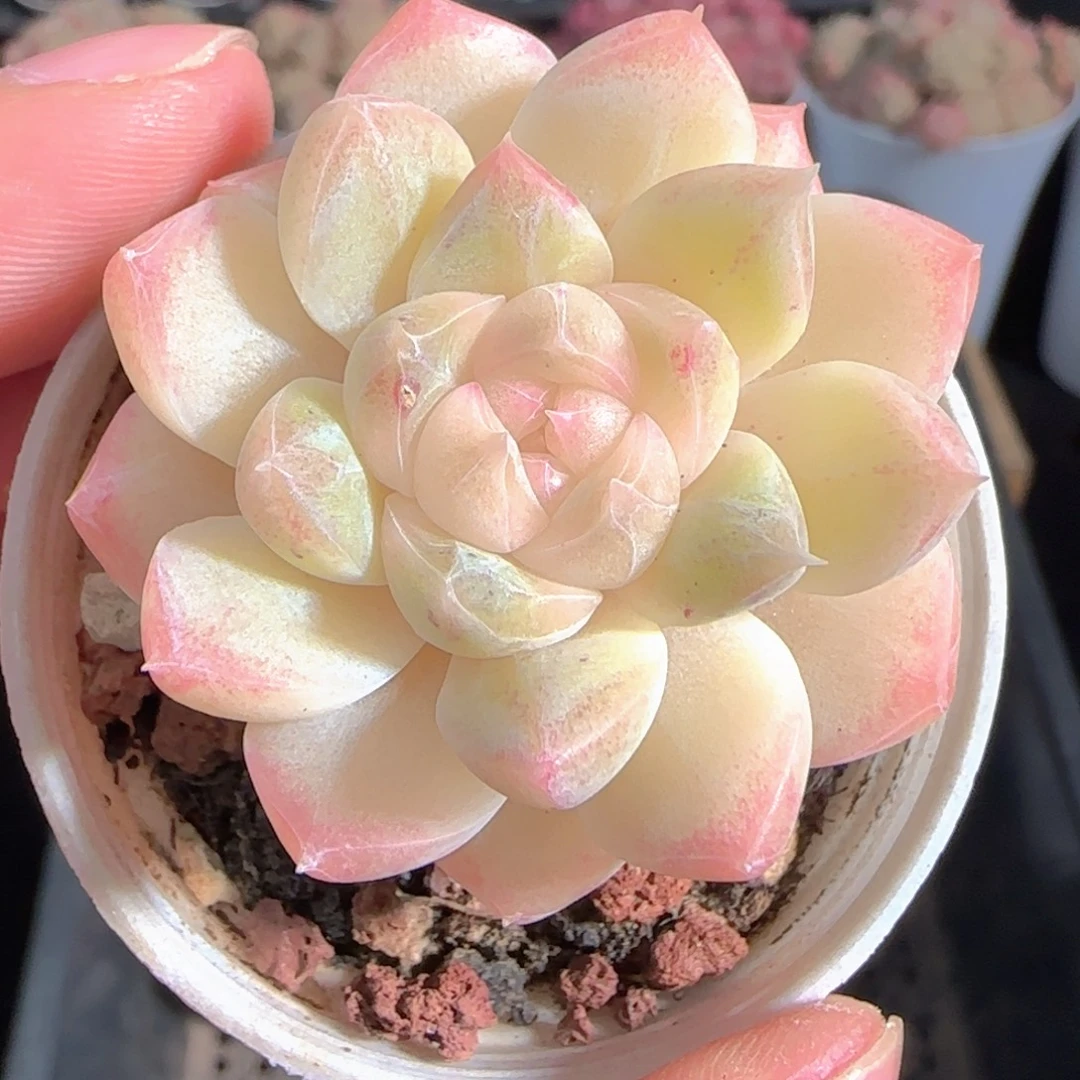 多肉0101-48白桃汽水