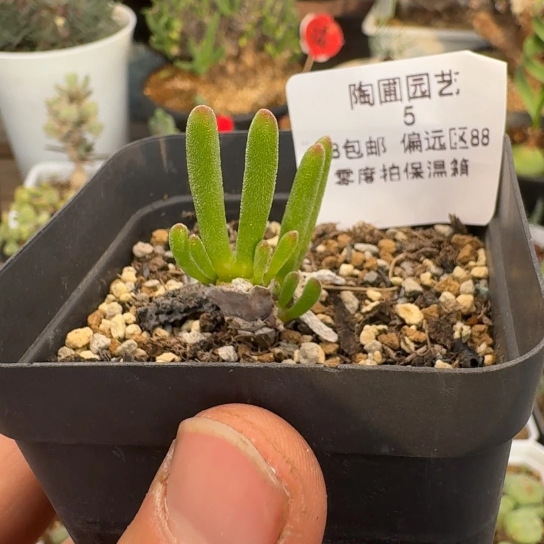 5号碧光环多肉。