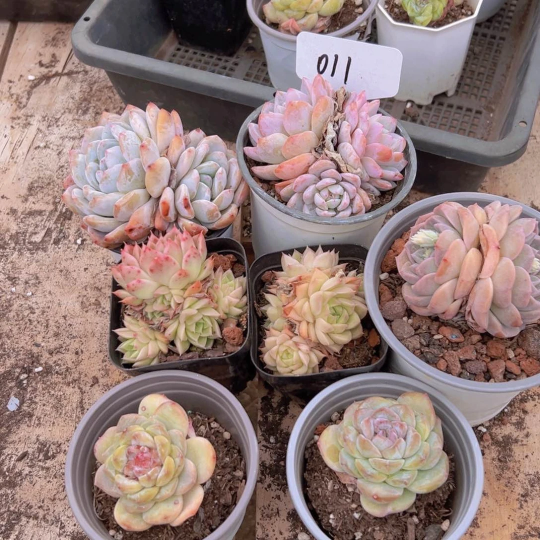 筐拍011号一物一拍