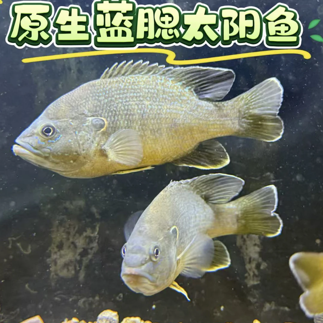 蓝鳃太阳鱼宠物鱼凶猛鱼冷水鱼精选蓝鳃太阳鱼耐寒鲜活便宜耐低温