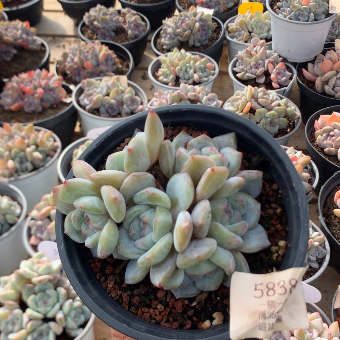 10厘米六头有砍绿油脸石榴籽 小脸 5838