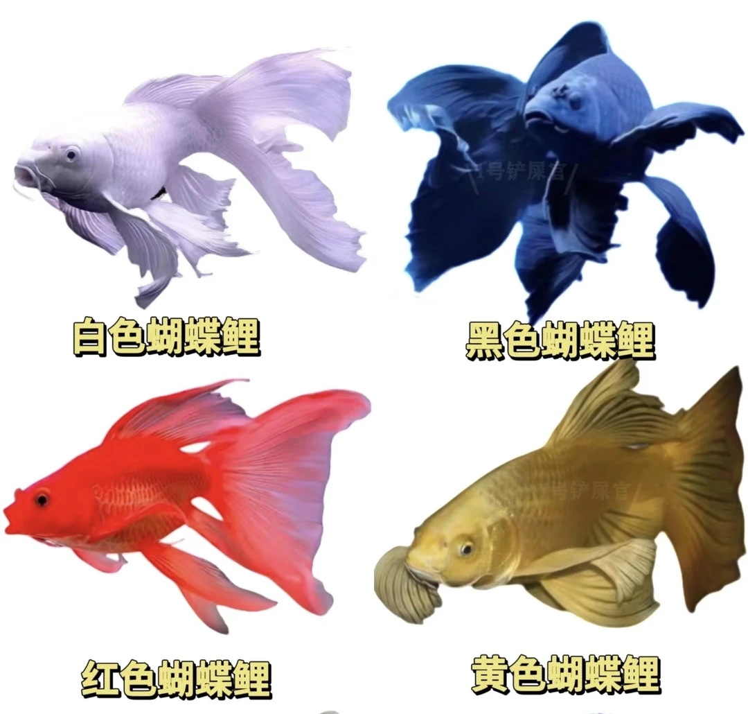 2色台湾蝴蝶鲤2条短混搭球体短大鳍长尾冷水观赏鱼苗冷水鱼