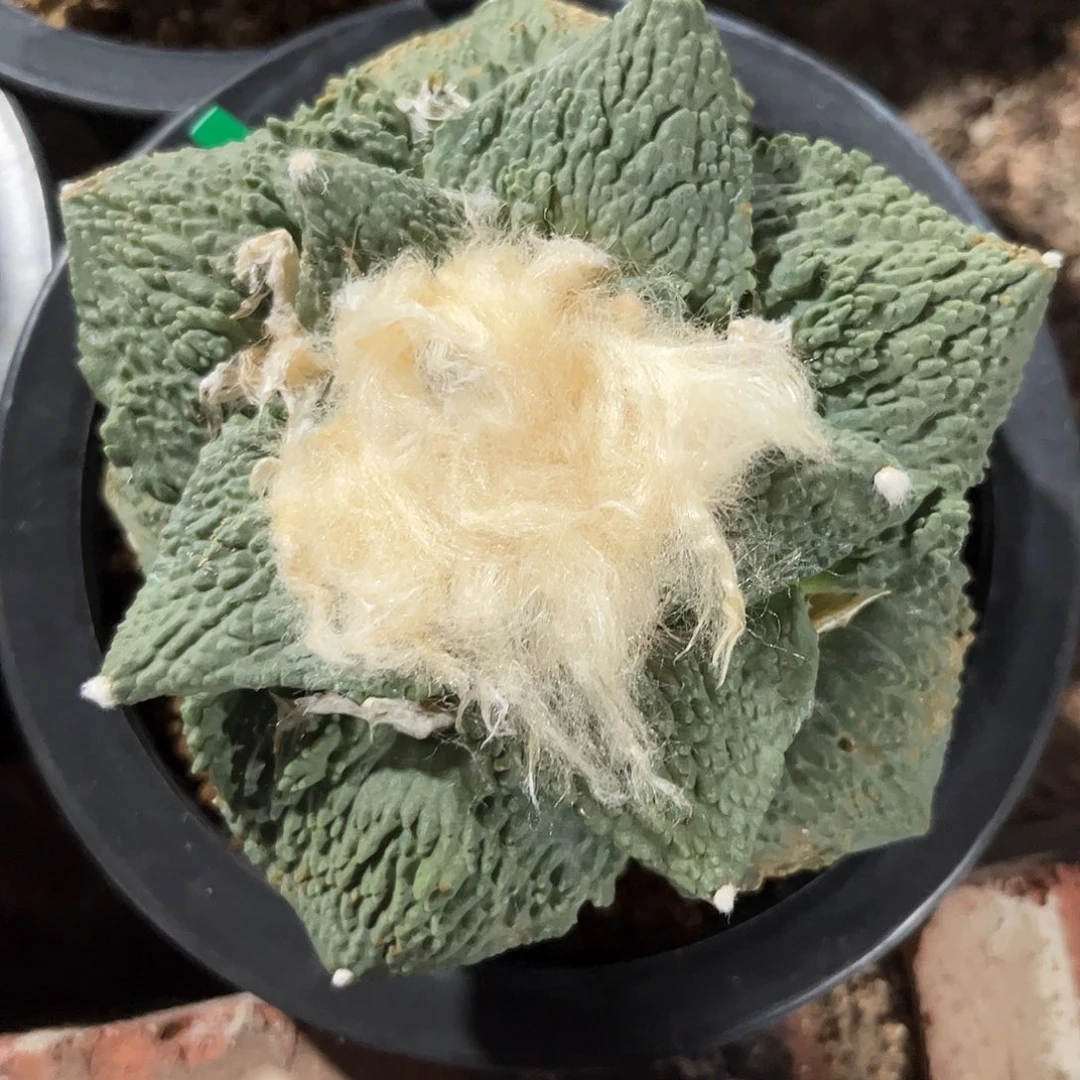 3号自根牛舌哥斯拉怒涛