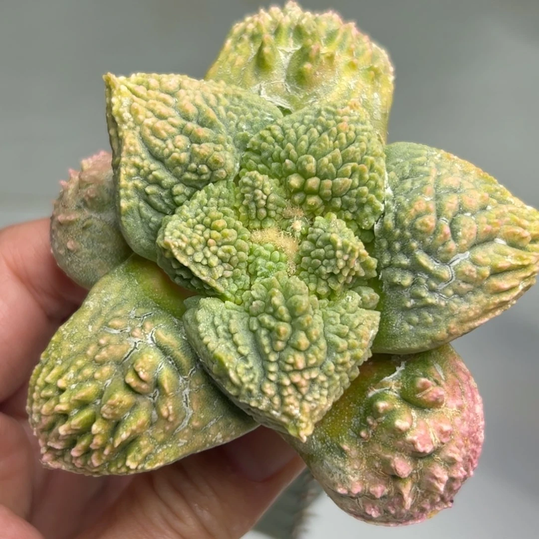 241 仙人球的比赛将q