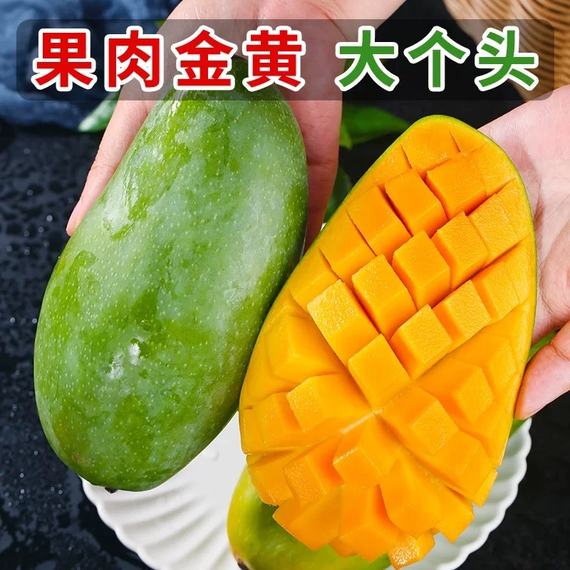 【放软了吃】云南大青芒青皮金黄芒果400-500g净重发货