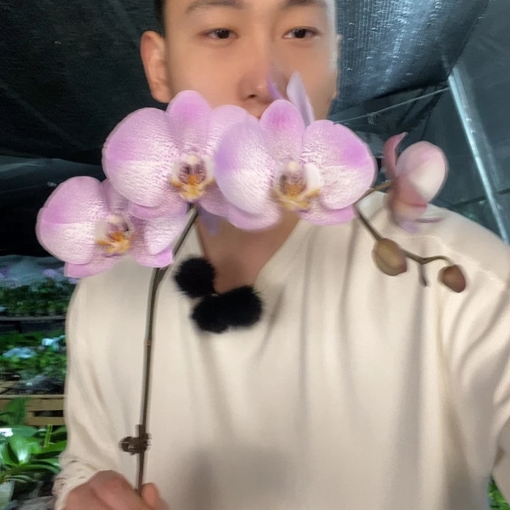无花朵奥尔堡带花