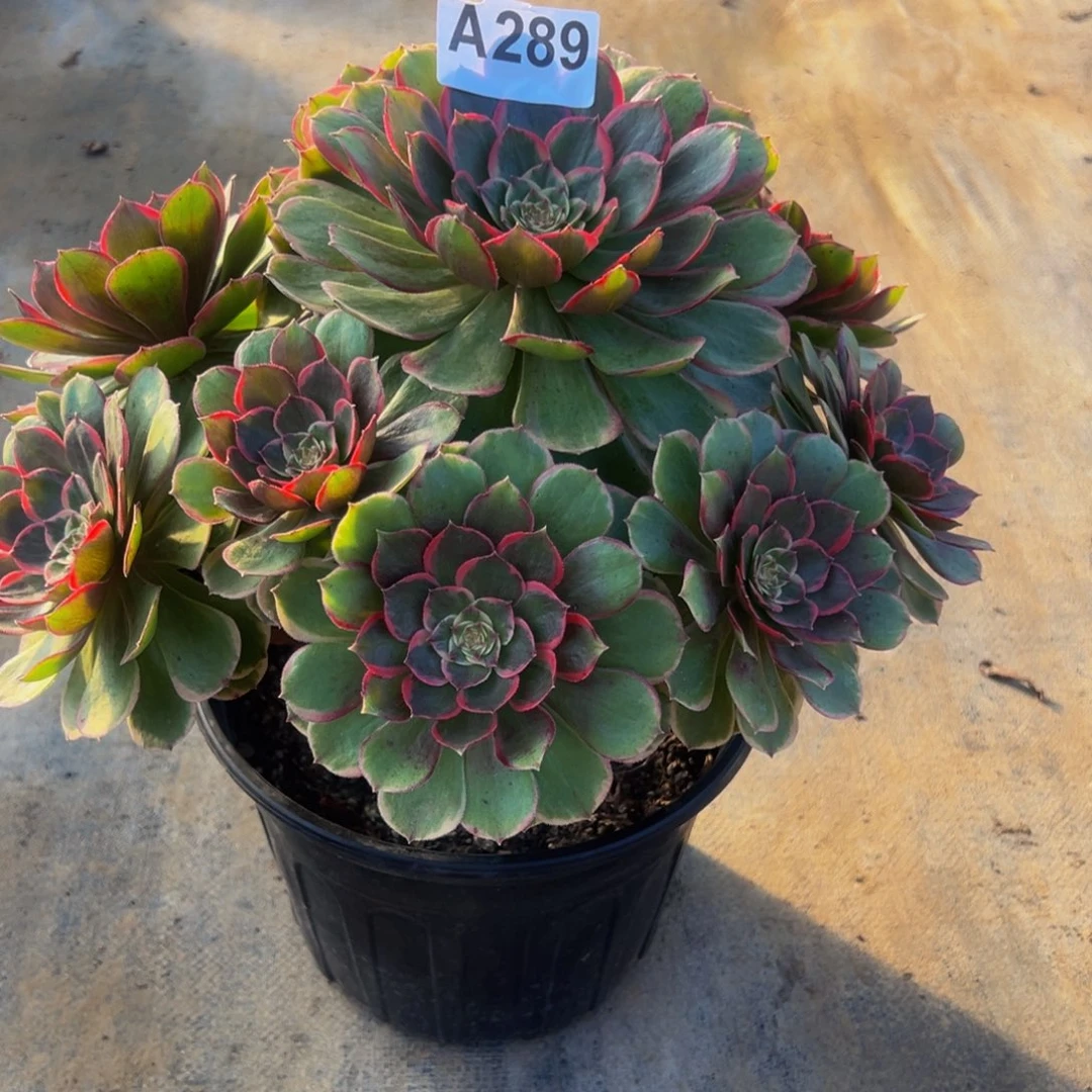 自****法师多肉植物粉花妖289