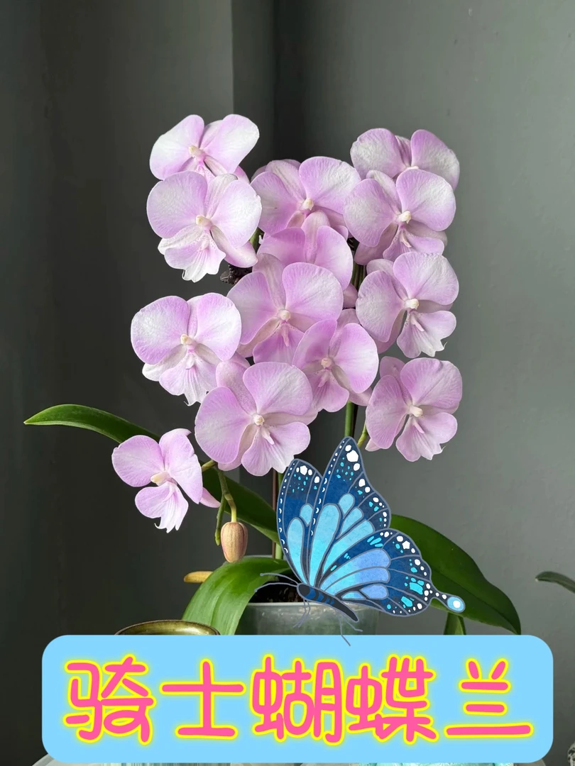 骑士3.0寸杯无花剑蝴蝶兰苗【观赏植物，包邮快递】