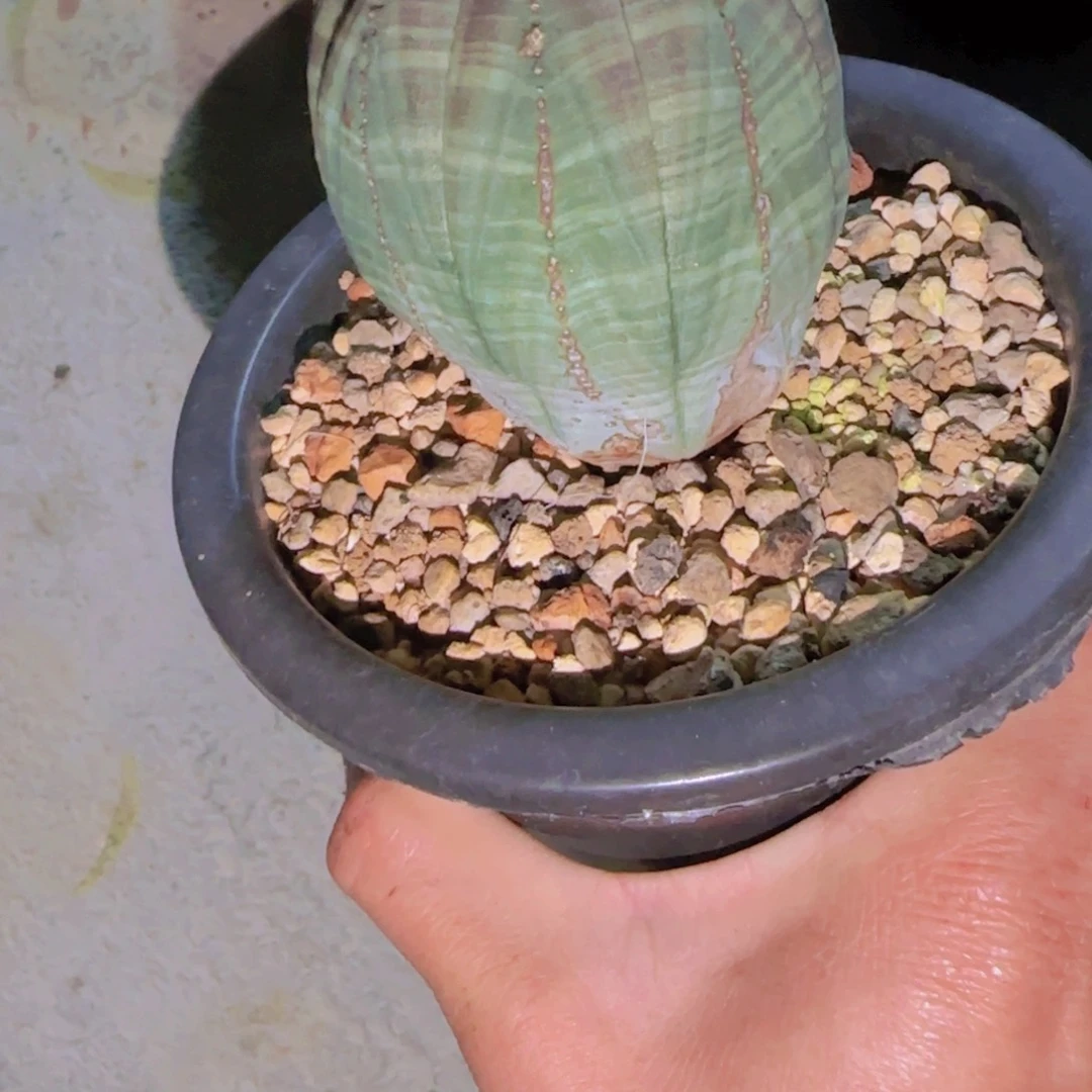 抱**芳块根植物块根植物