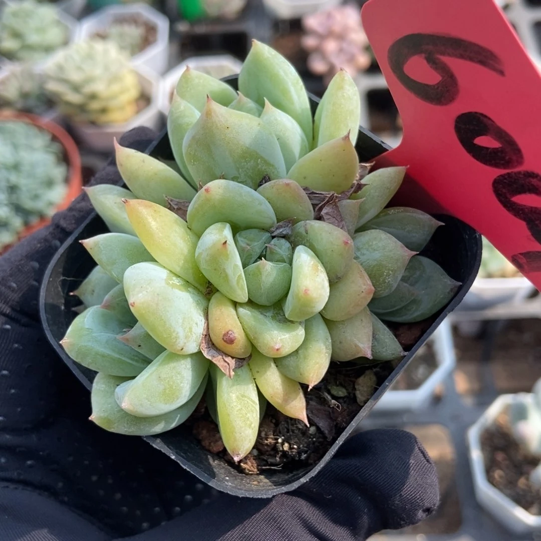 6004白拉糖多肉植物保护