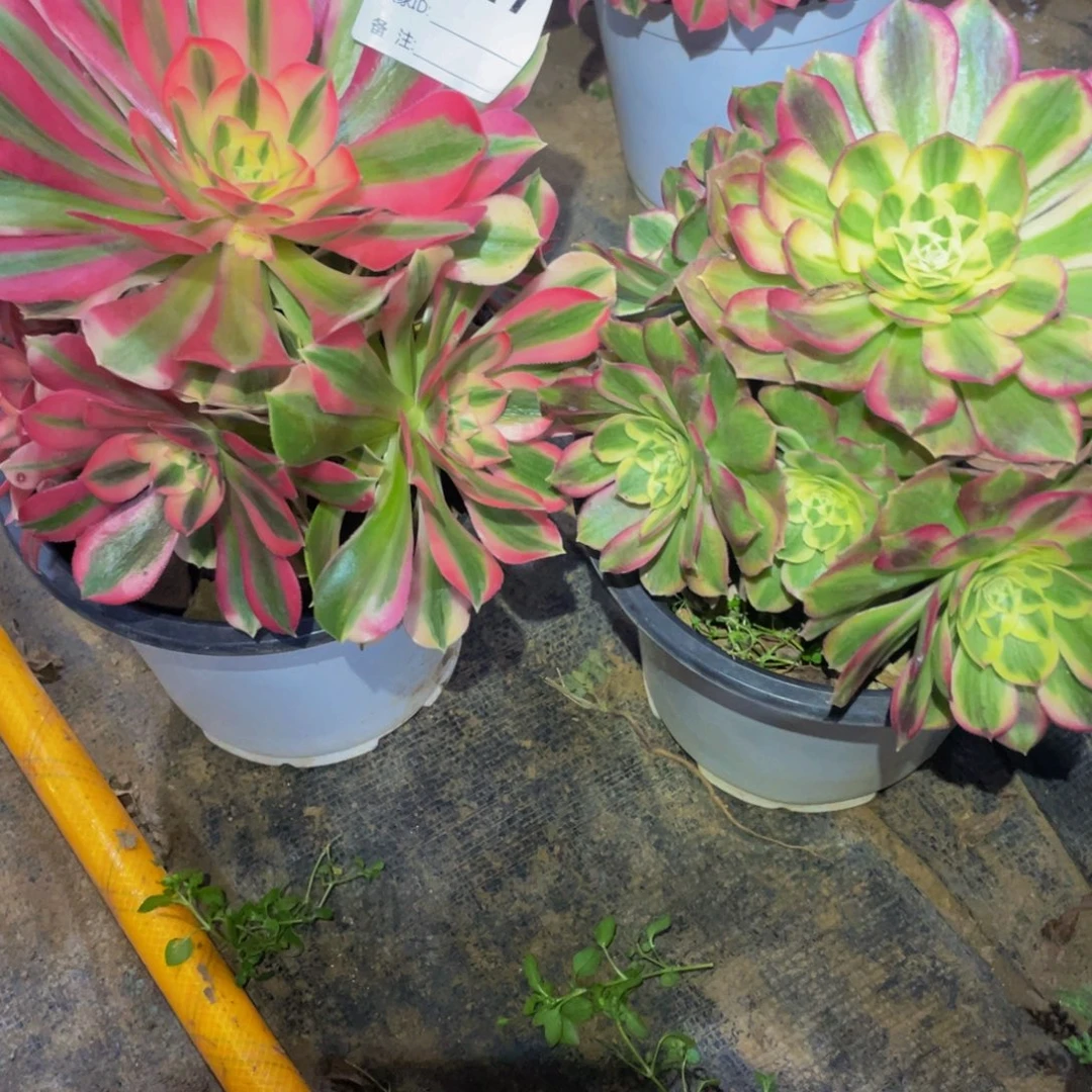 047两颗11111多肉