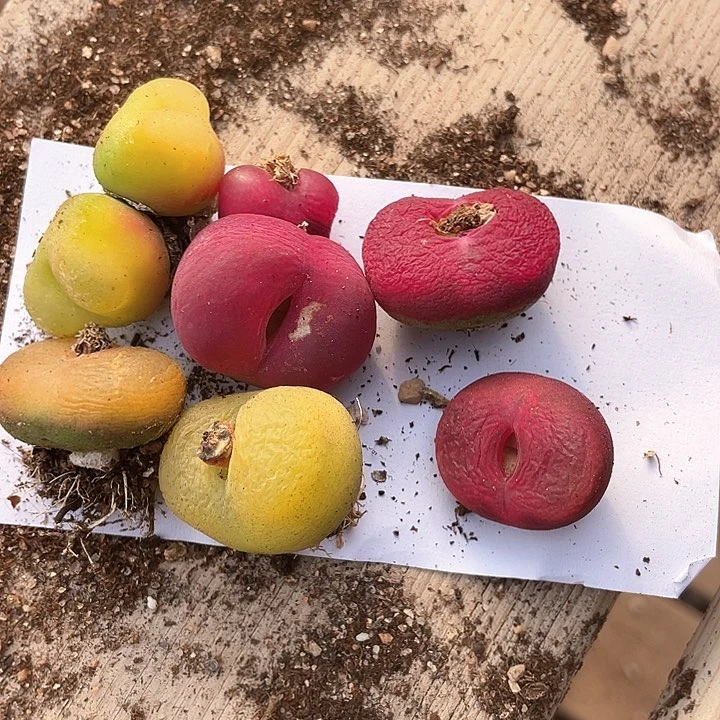 晶***了2115。     一组。