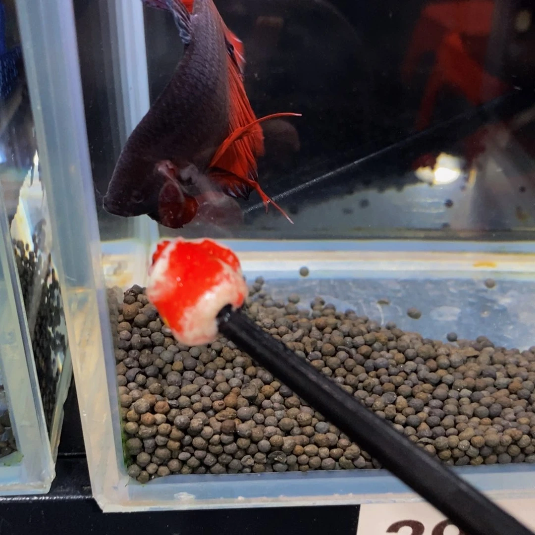 斗鱼296巨斗巨斗