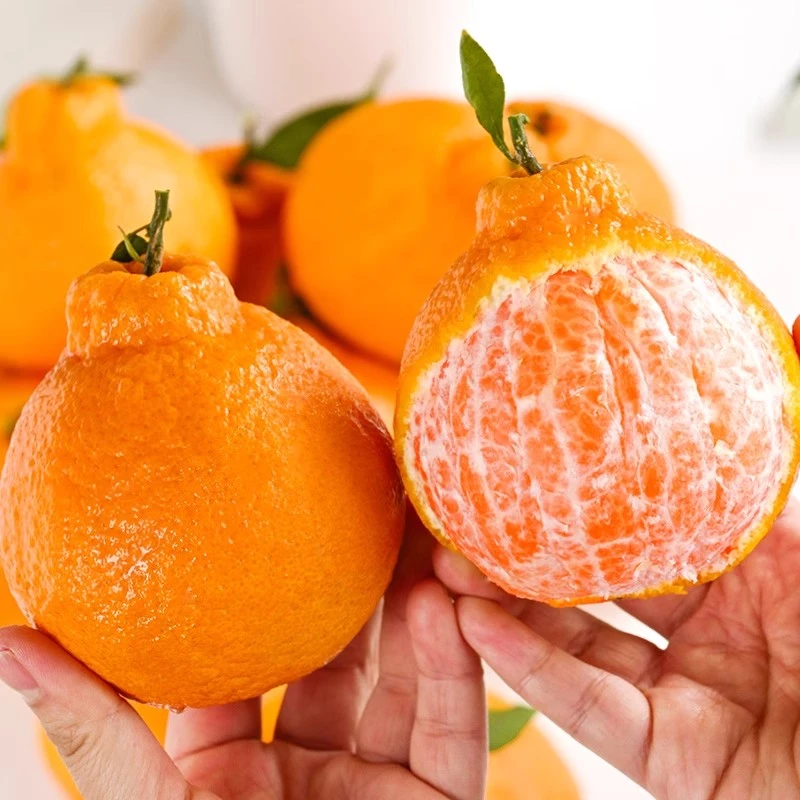 新鲜下树四川正宗不知火丑橘丑八怪非耙耙柑春见新鲜孕妇水果香甜