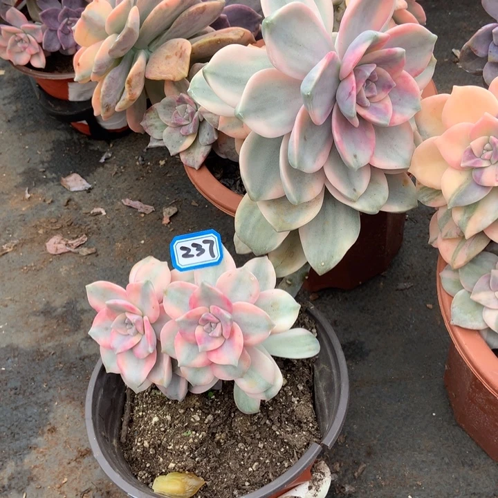 紫乐锦237 晓晓一物一拍