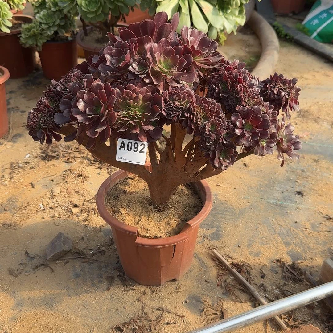 092欧紫朵朵一颗呀呀
