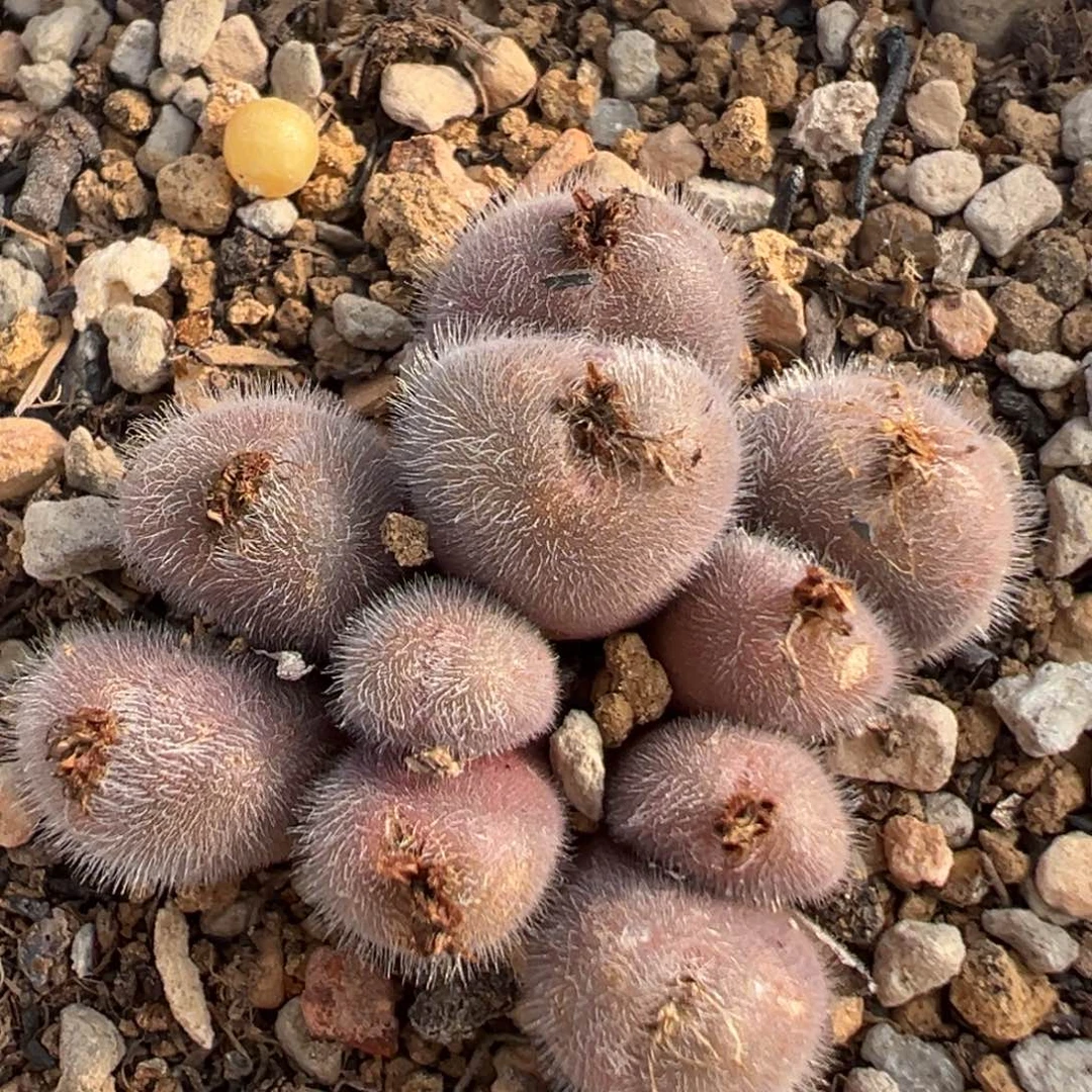 58多肉植物百科植物