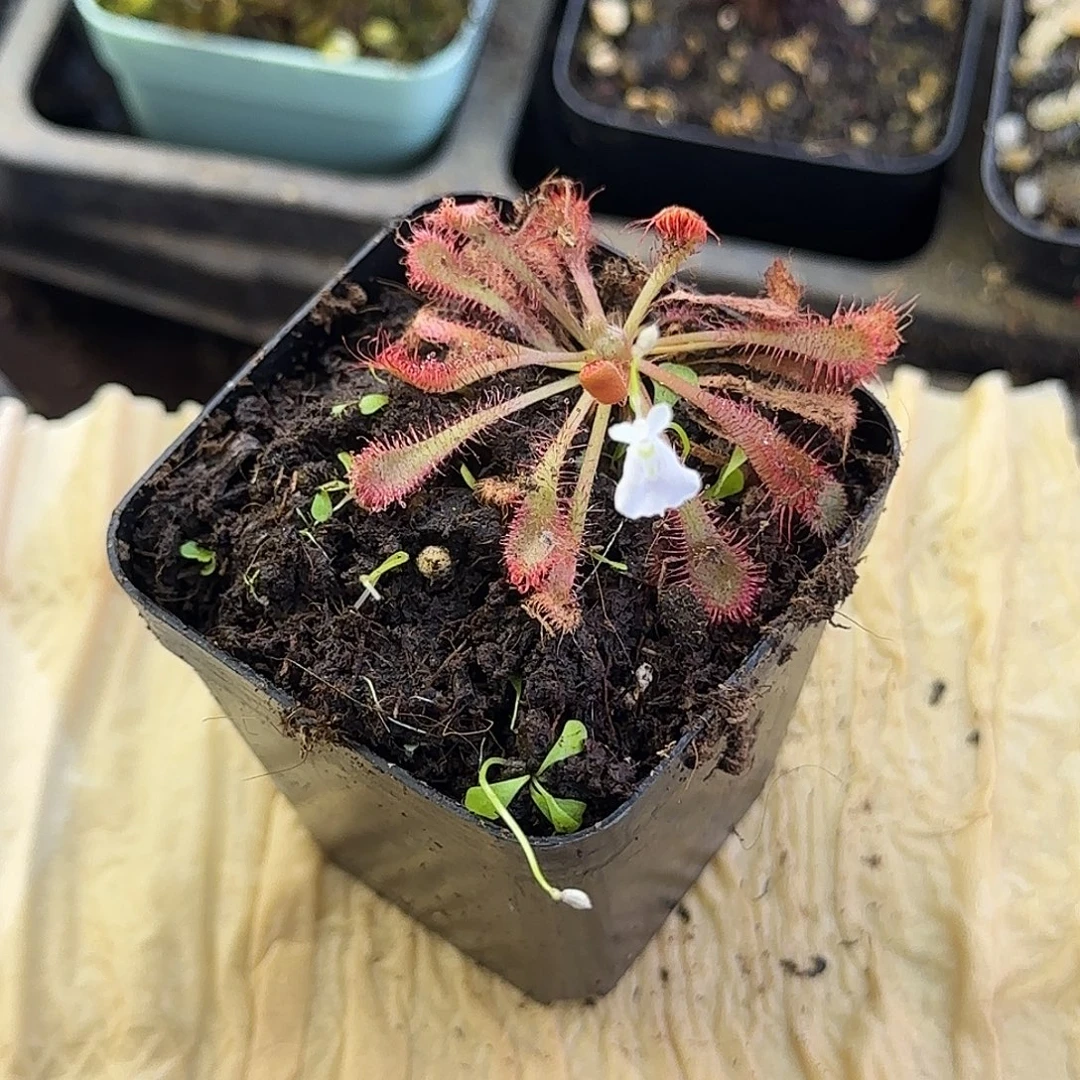 无花朵勺兔组合很可爱