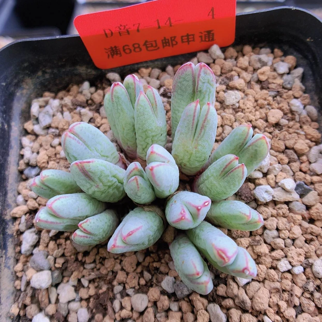 【闪购商品】7-14-4 985猪蹄一群