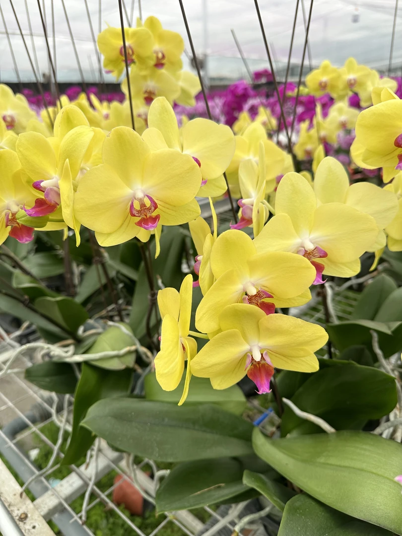 【盆景富乐夕阳】大号富乐夕阳蝴蝶兰精品蝴蝶兰情人节新婚乔迁