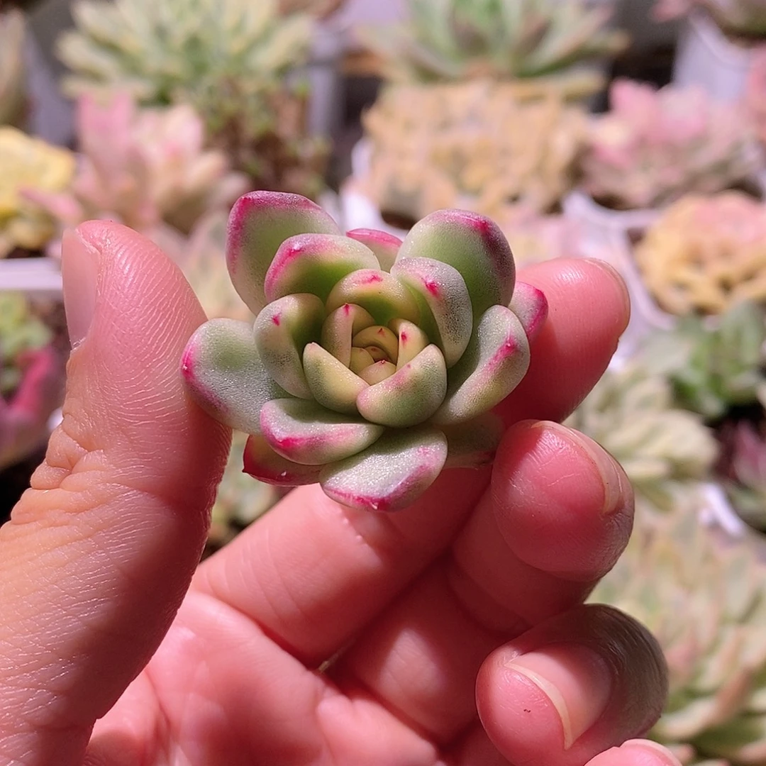 玫瑰东云锦多肉植物