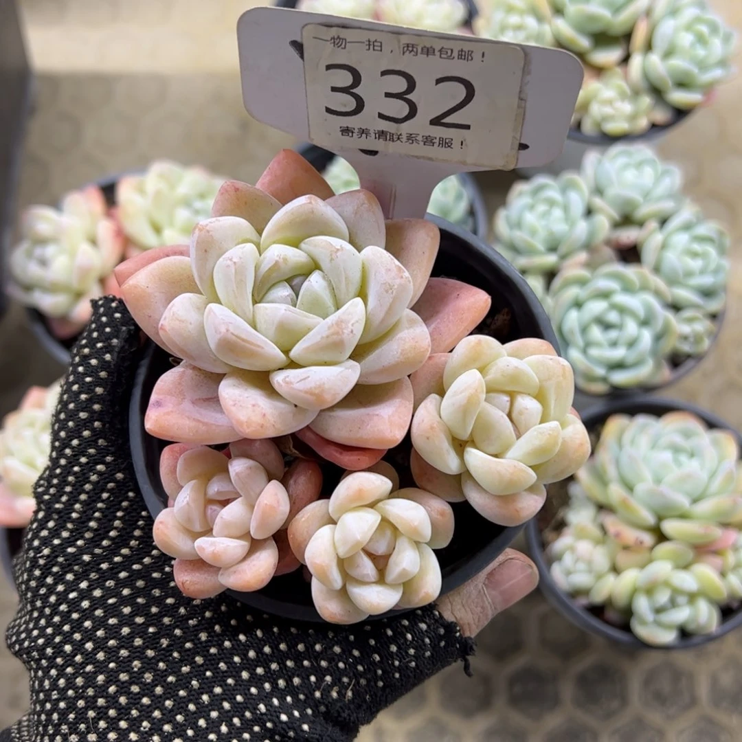 红陶雾*332号多肉植物