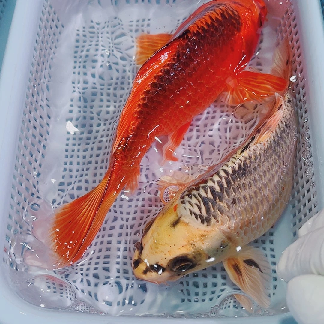 锦鲤锦鲤冷水鱼观赏103