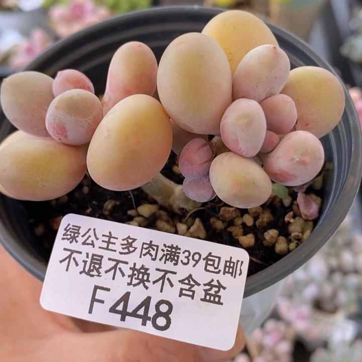 蛋黄奶6cm448多肉植物
