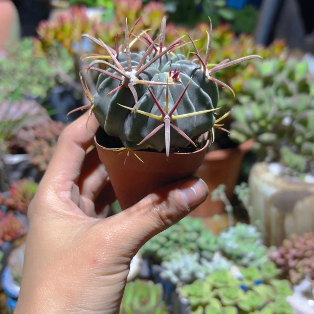 沙***儿日出新疆包邮5cm新疆包邮