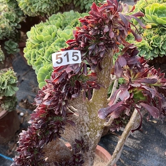 Ｓ***t多肉植物一个黑法