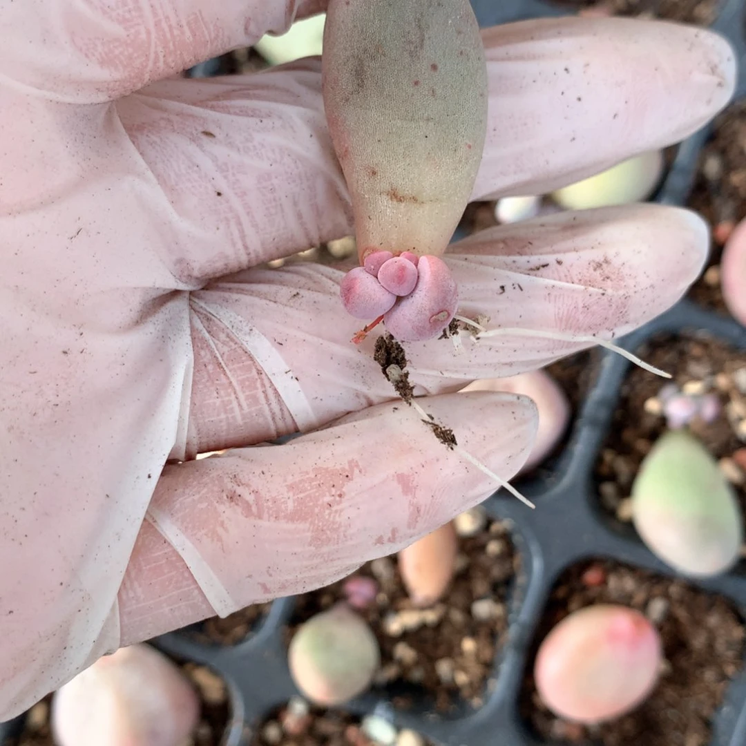 米可奶酪多肉米可奶