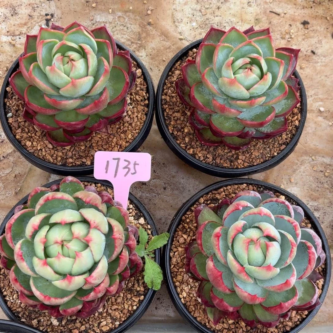 惊鸿一瞥好看好看1735好看