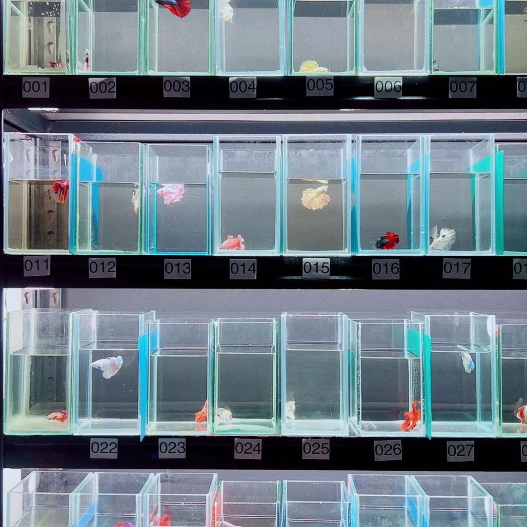 斗鱼蝉**雪赤道斗鱼