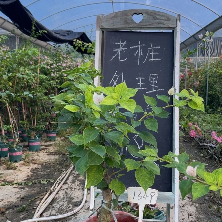 无花朵三角梅三角梅1349