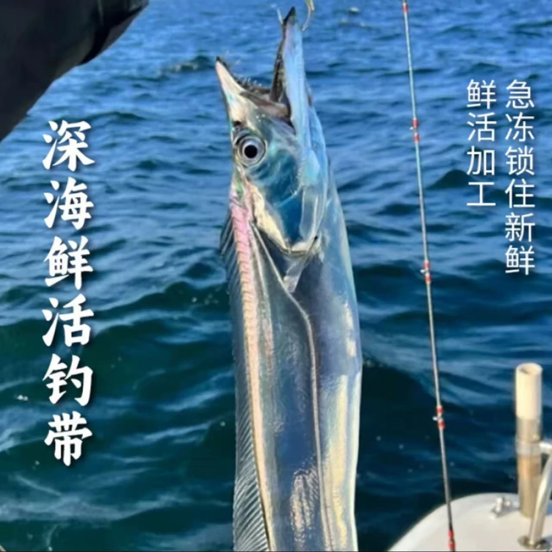 广东深海海钓白眼带鱼250g左右/条 鲜活冷冻锁鲜 顺丰冷链发货