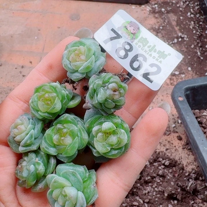 丁***霞多肉植物多肉植物