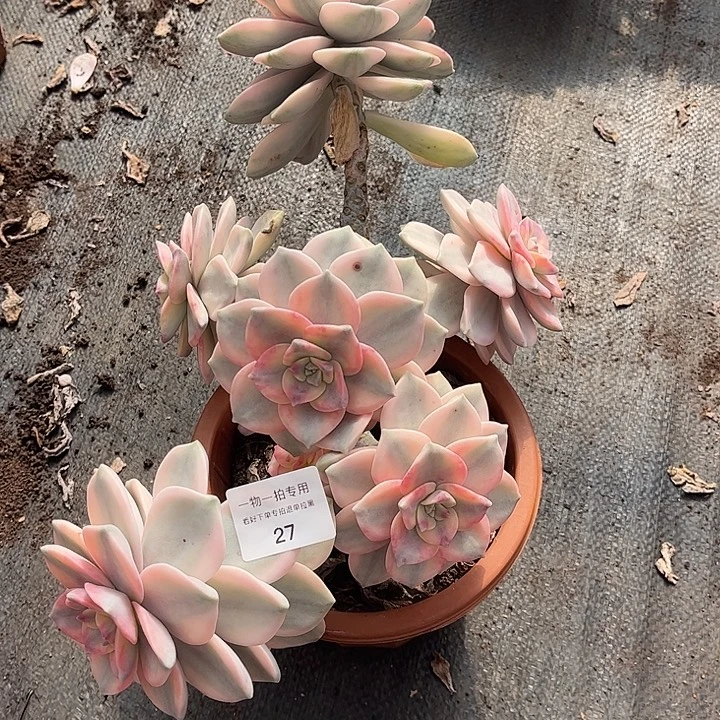 R****紫乐锦大群，一物一拍